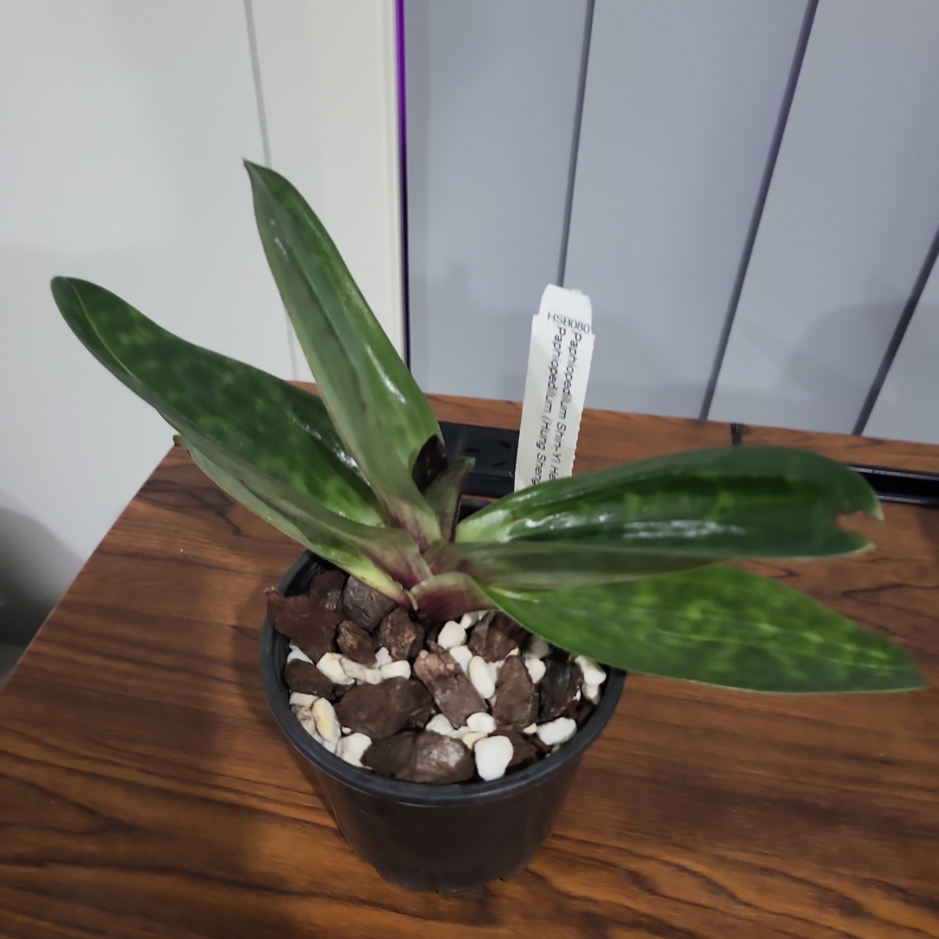(IN BUDS NOW) Paphiopedilum (Shin-Yi Heart x Hung Sheng Bay) x (Hung Sheng Bruno x Hsinying Web)