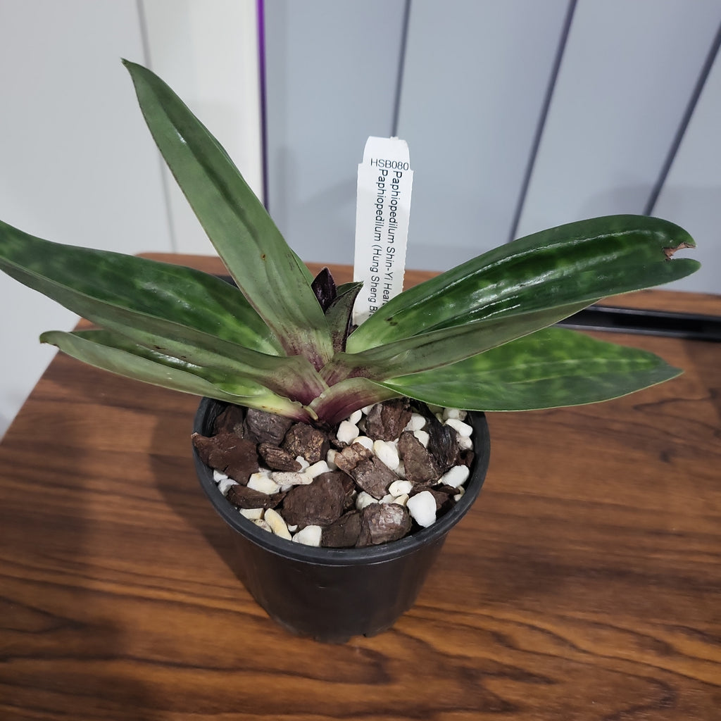 (IN BUDS NOW) Paphiopedilum (Shin-Yi Heart x Hung Sheng Bay) x (Hung Sheng Bruno x Hsinying Web)