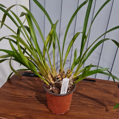 Cymbidium erythrostylum 'Magnificant'