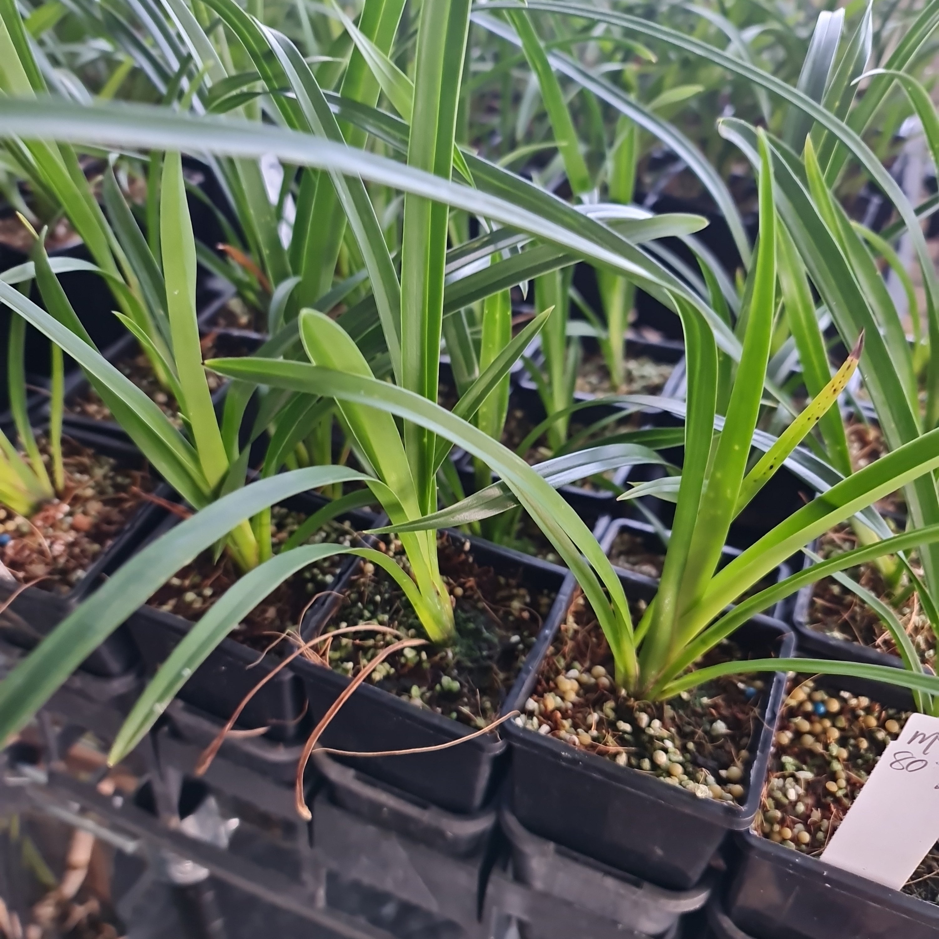 Cymbidium Kimberley Ingot 'Kings Gold' Secondary image