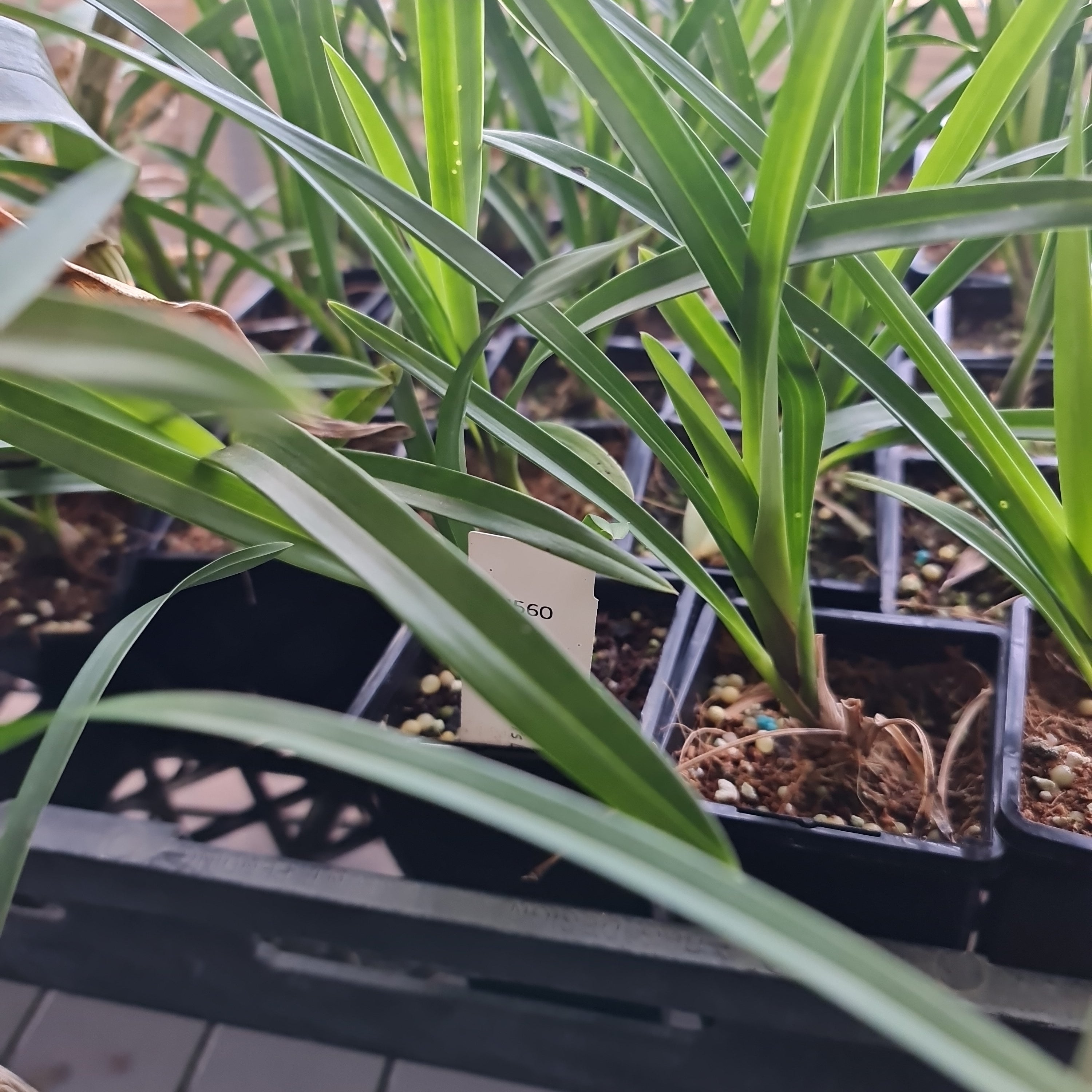 Cymbidium Pharaoh's Dream Secondary image