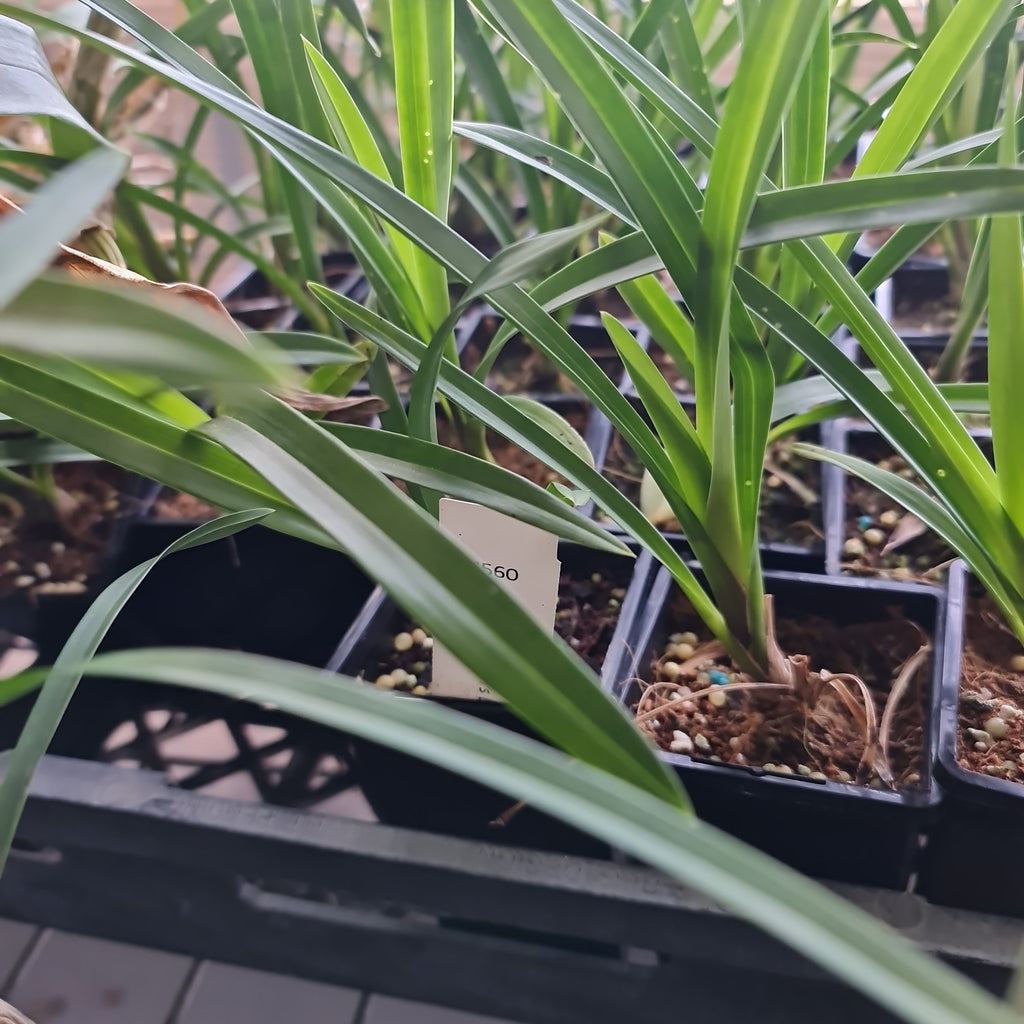 Cymbidium Pharaoh's Dream