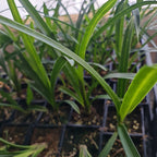 Cymbidium Pharaoh's Dream