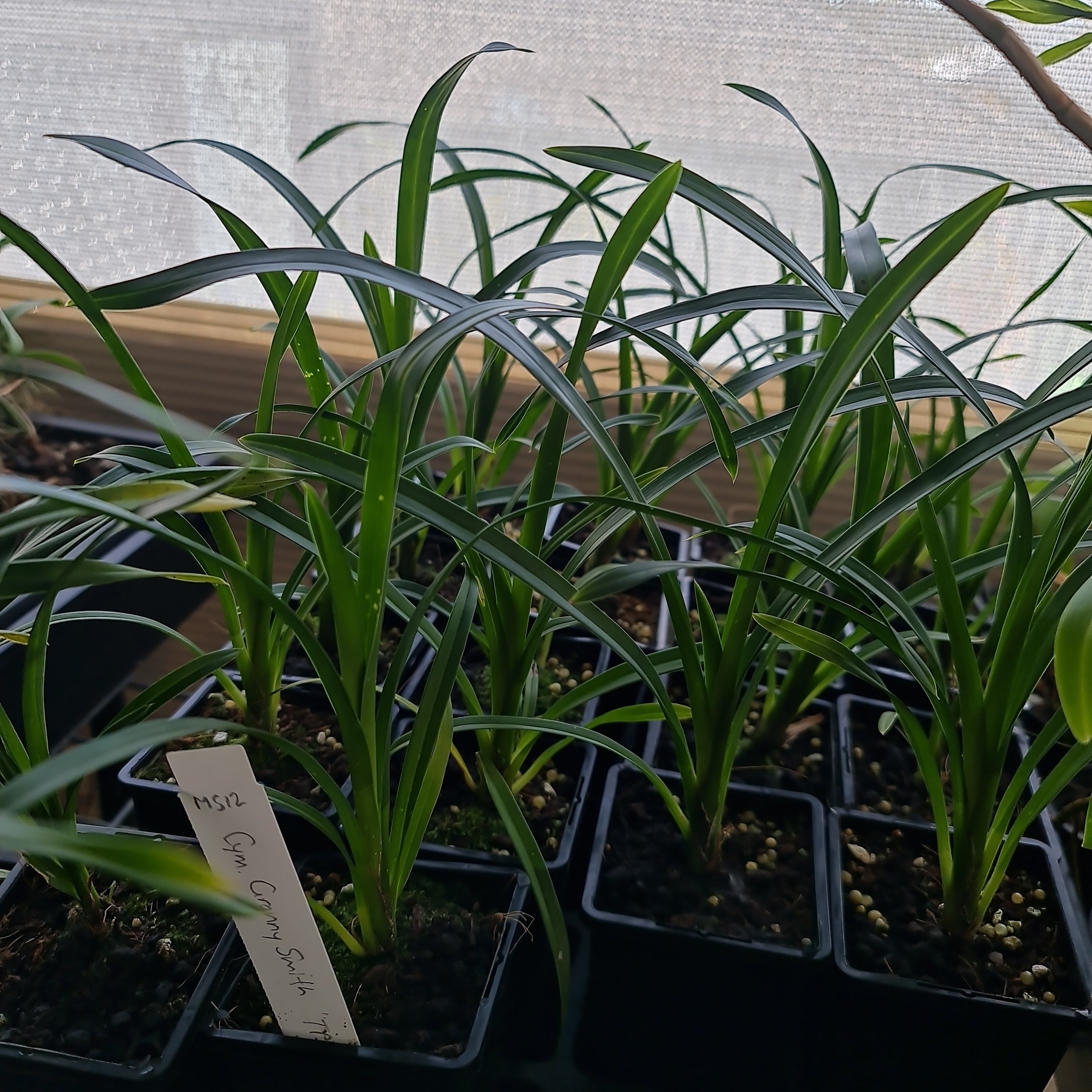 Cymbidium Granny Smith Secondary image