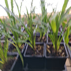 Cymbidium Granny Smith