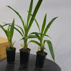 Zygopetalum Artur Elle   (Unusal Variety)