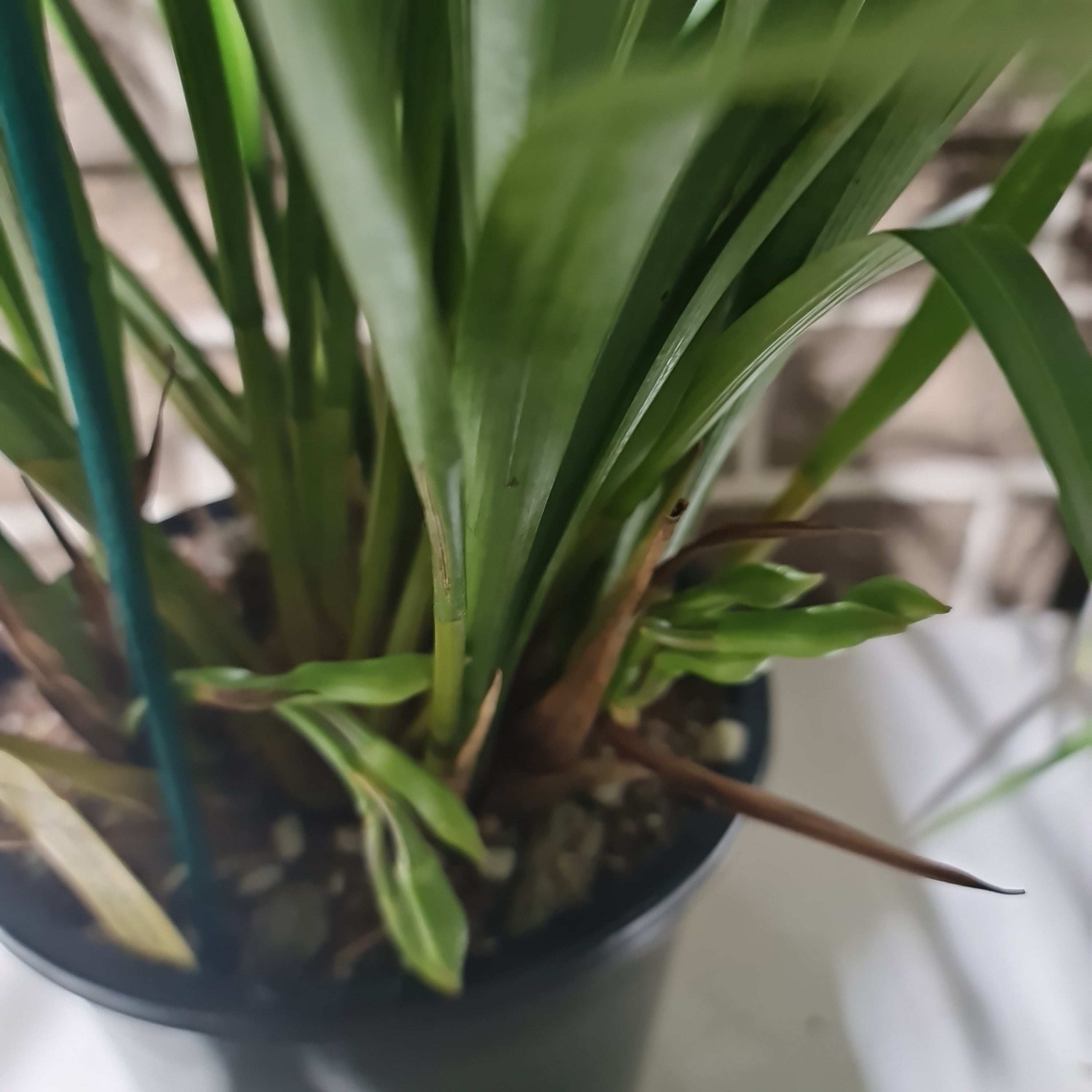 Cymbidium wenshanense 'Big Flower' (In Buds Now) Secondary image