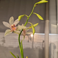 Cymbidium insigne alba x Cym. seidenfadenii (PLUS O)