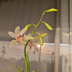 Cymbidium insigne alba x Cym. seidenfadenii (PLUS O)