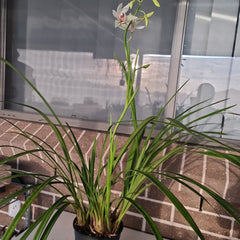 Cymbidium insigne alba x Cym. seidenfadenii (PLUS O)