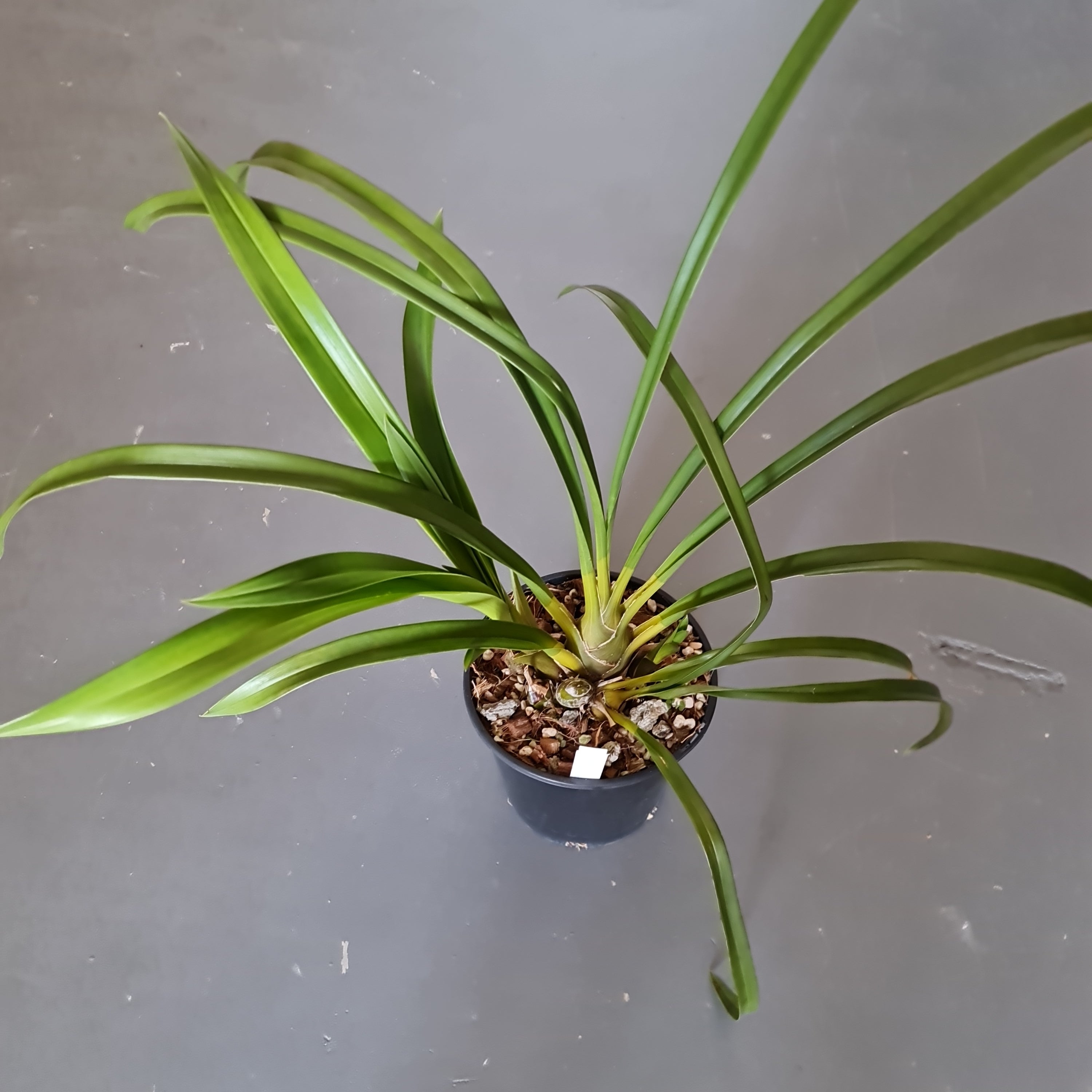 Cymbidium Death Wish 'Speckled Spectre' Secondary image