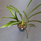Cymbidium Death Wish 'Speckled Spectre'