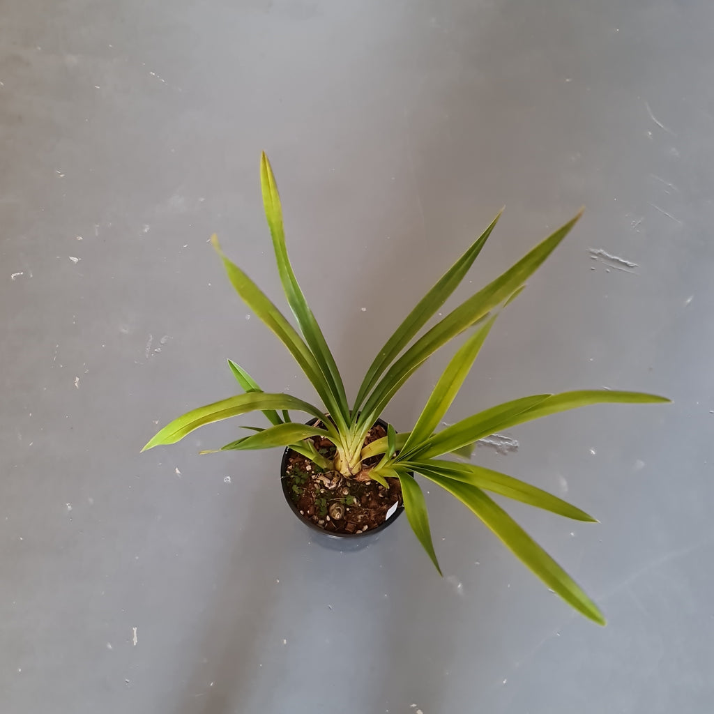 Cymbidium Death Wish 'Under Belly'