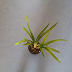 Cymbidium Death Wish 'Under Belly'