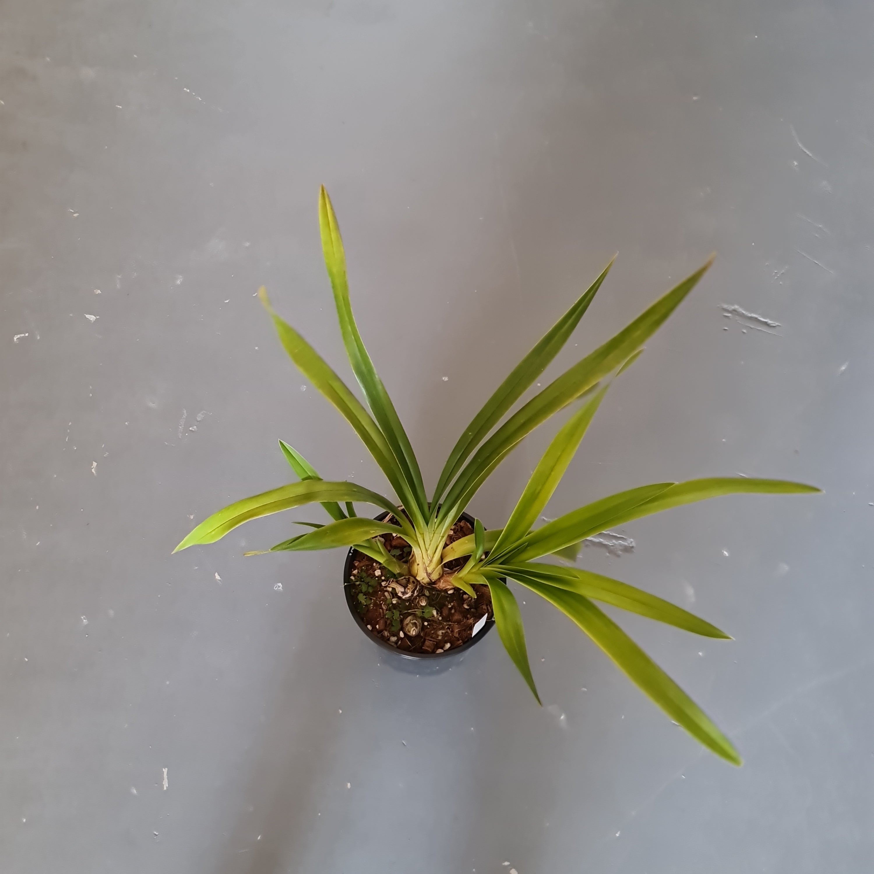 Cymbidium Death Wish 'Under Belly'