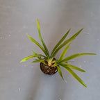 Cymbidium Death Wish 'Under Belly'