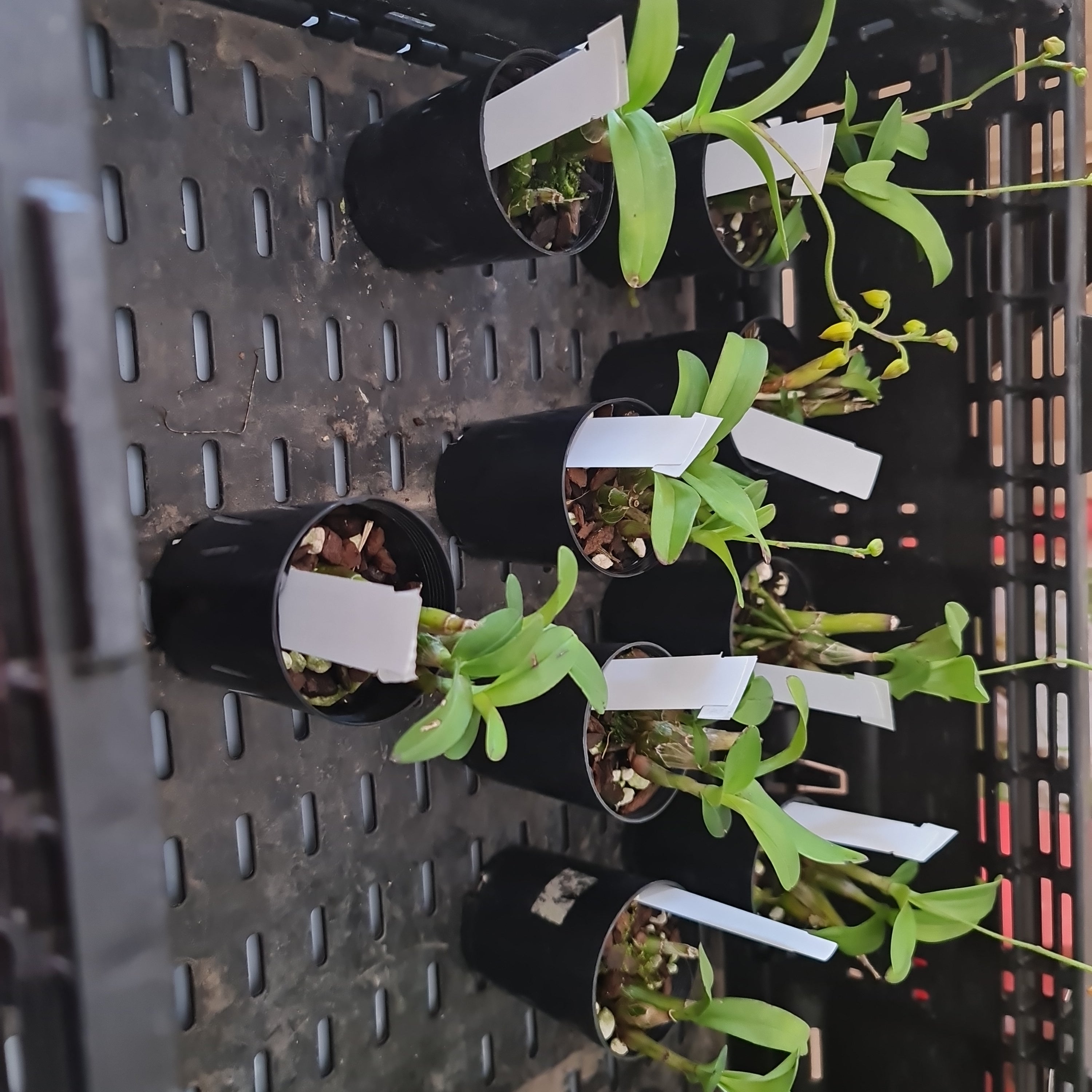 Polystachya pubescens (The Fine-Haired Polystachya) Fragrant Secondary image