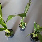 Coelogyne jannine banks 'snow white' Hcc/Aos