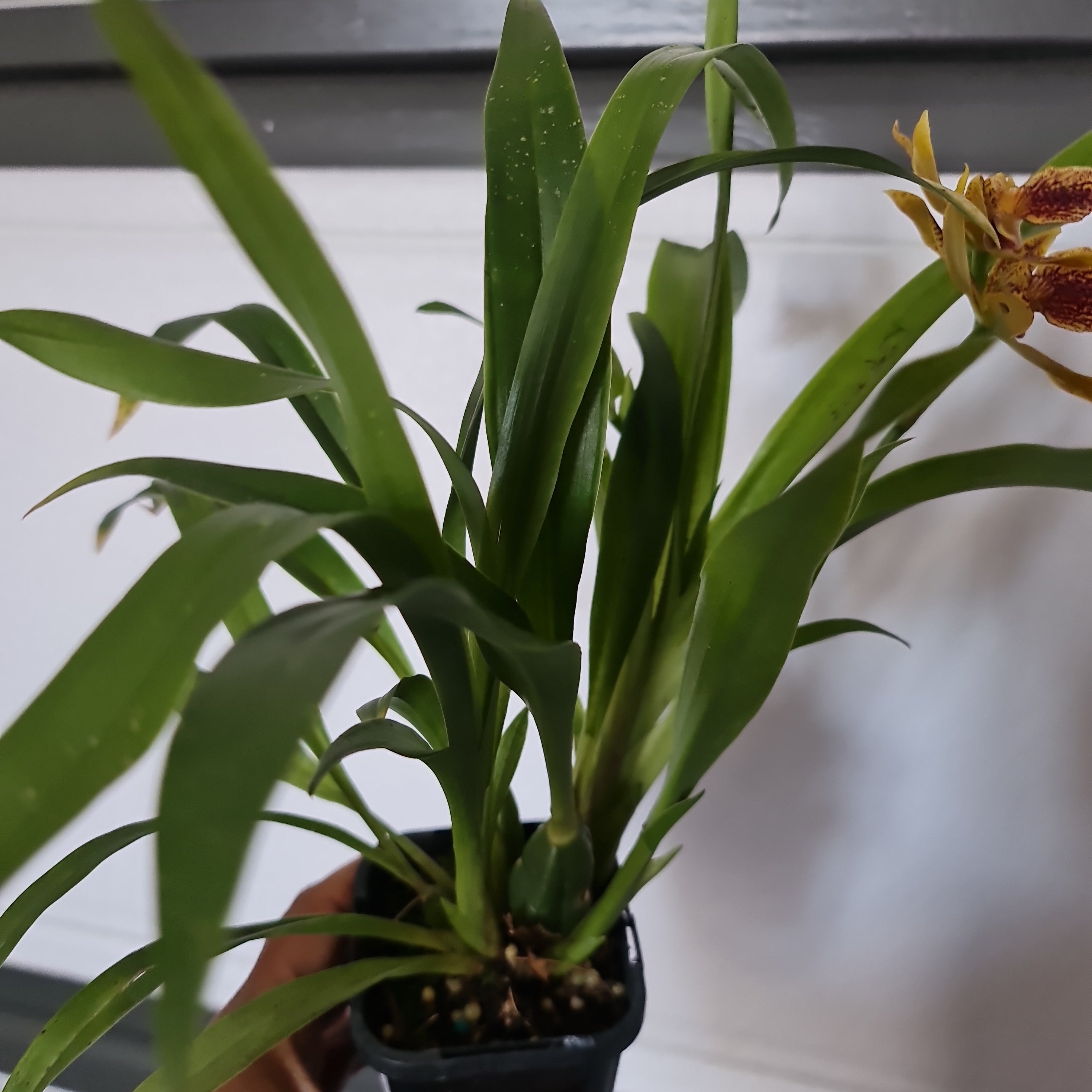 (IN FLOWER NOW) Propetalum Kiwi Leopard 'Spots' x 'Yellow' Secondary image