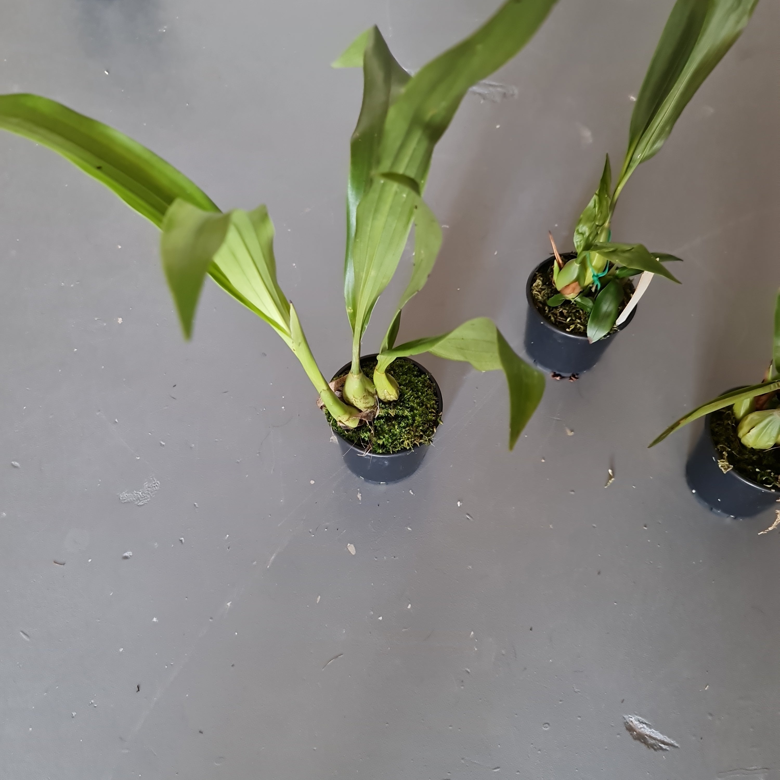 Coelogyne jannine banks 'snow white' Hcc/Aos Secondary image