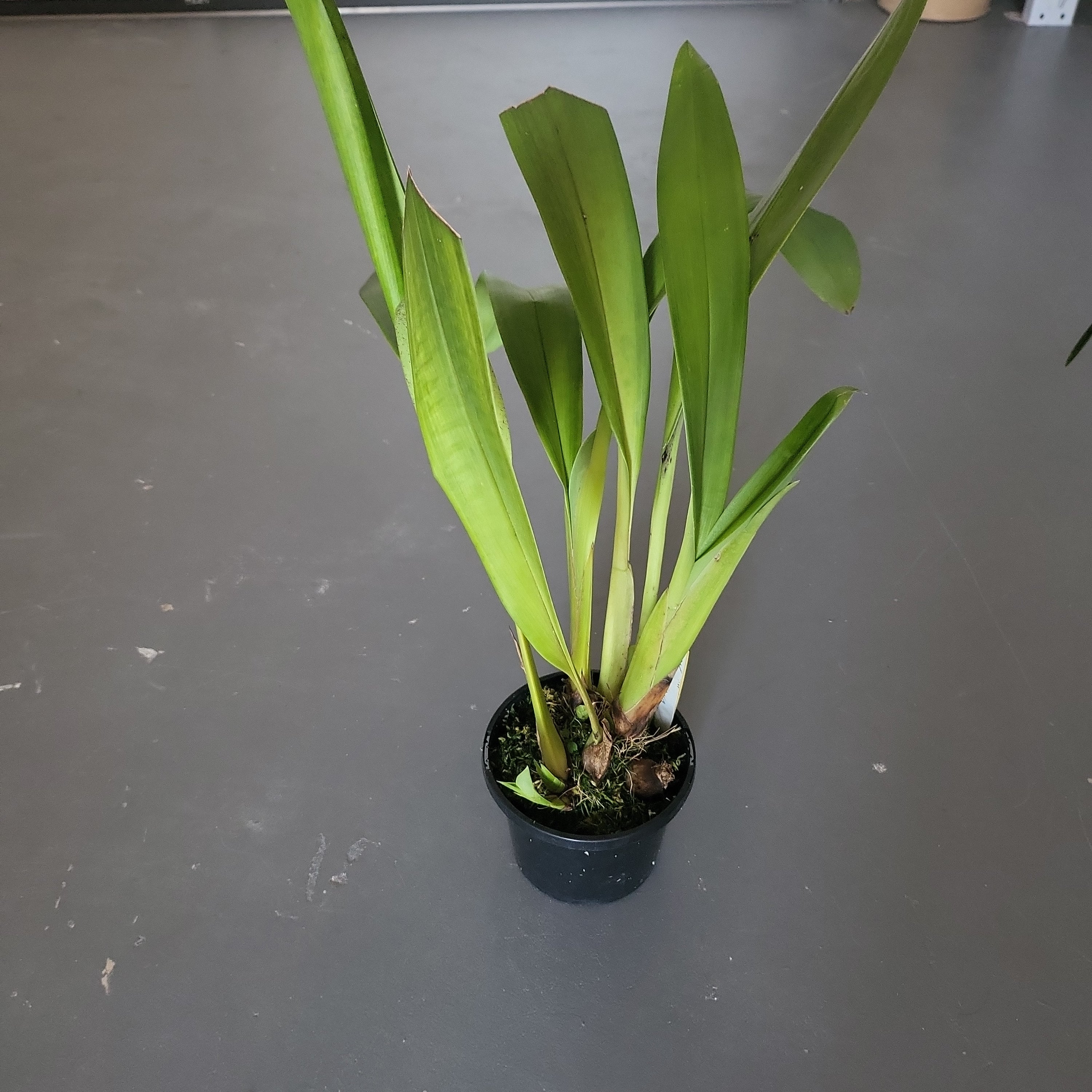 Maxillaria fletcheriana (Species From Ecuador) Secondary image