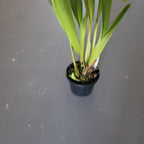 Maxillaria fletcheriana (Species From Ecuador)