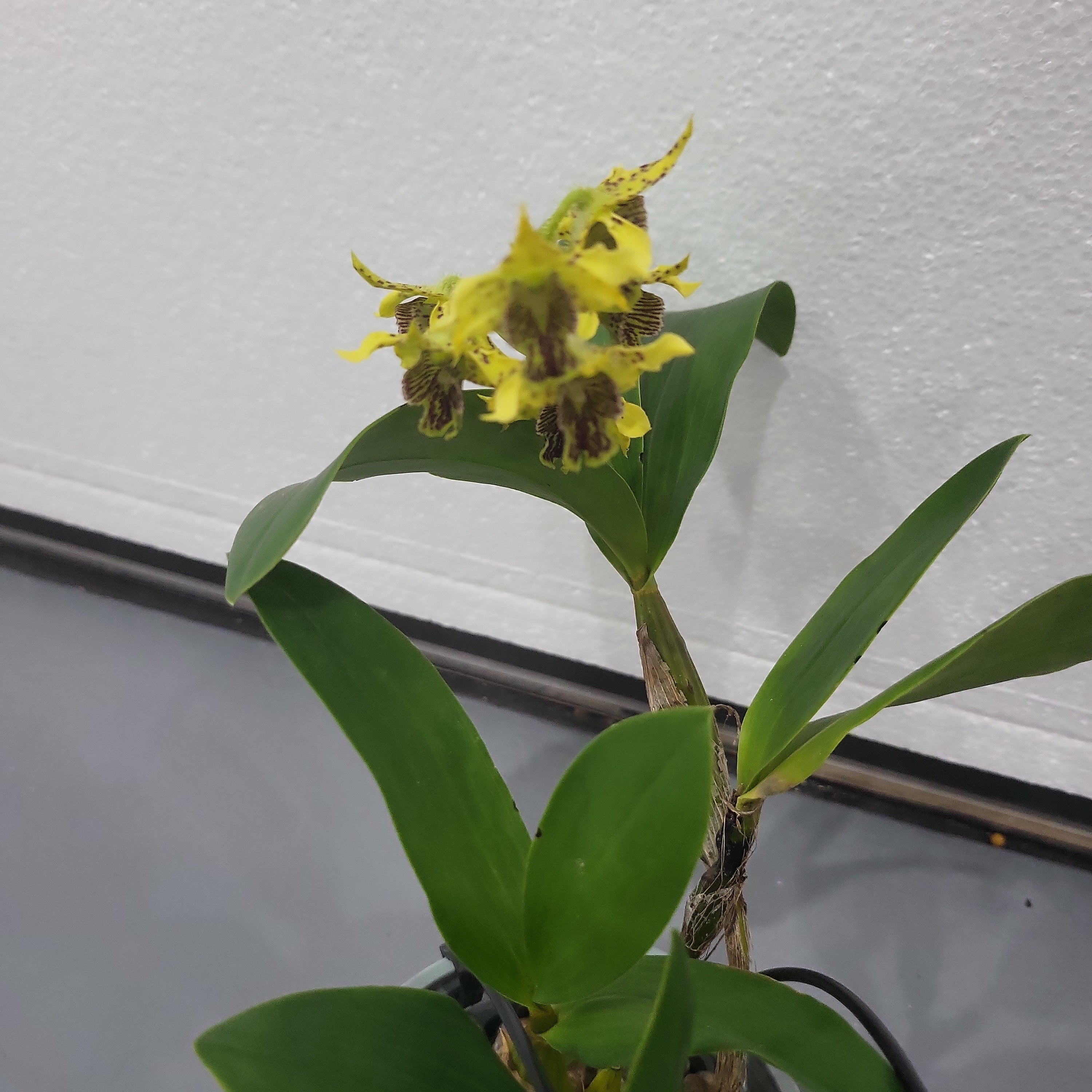 Den. Jungle Gem (New Guinea × macrophyllum) Secondary image