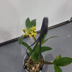 Den. Jungle Gem (New Guinea × macrophyllum)