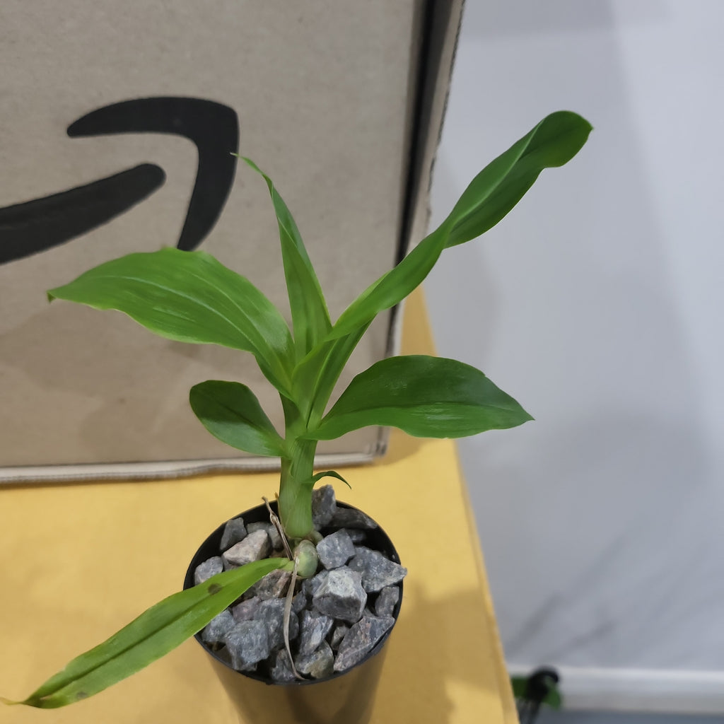 Catasetum pileatum