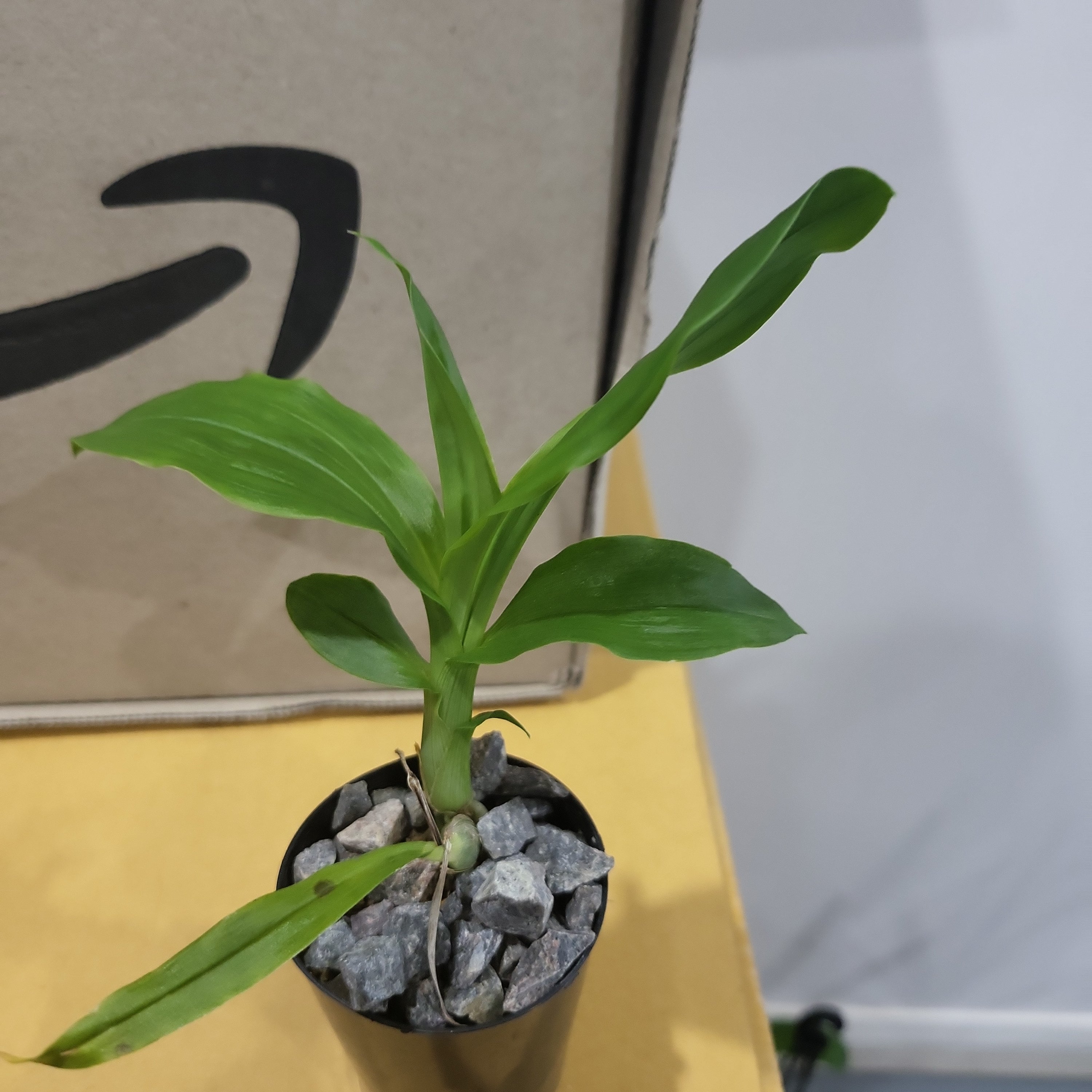 Catasetum pileatum
