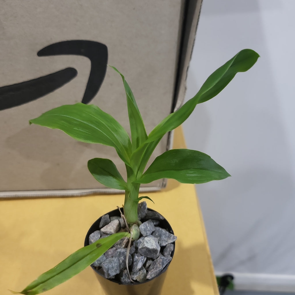 Catasetum pileatum