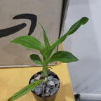 Catasetum pileatum