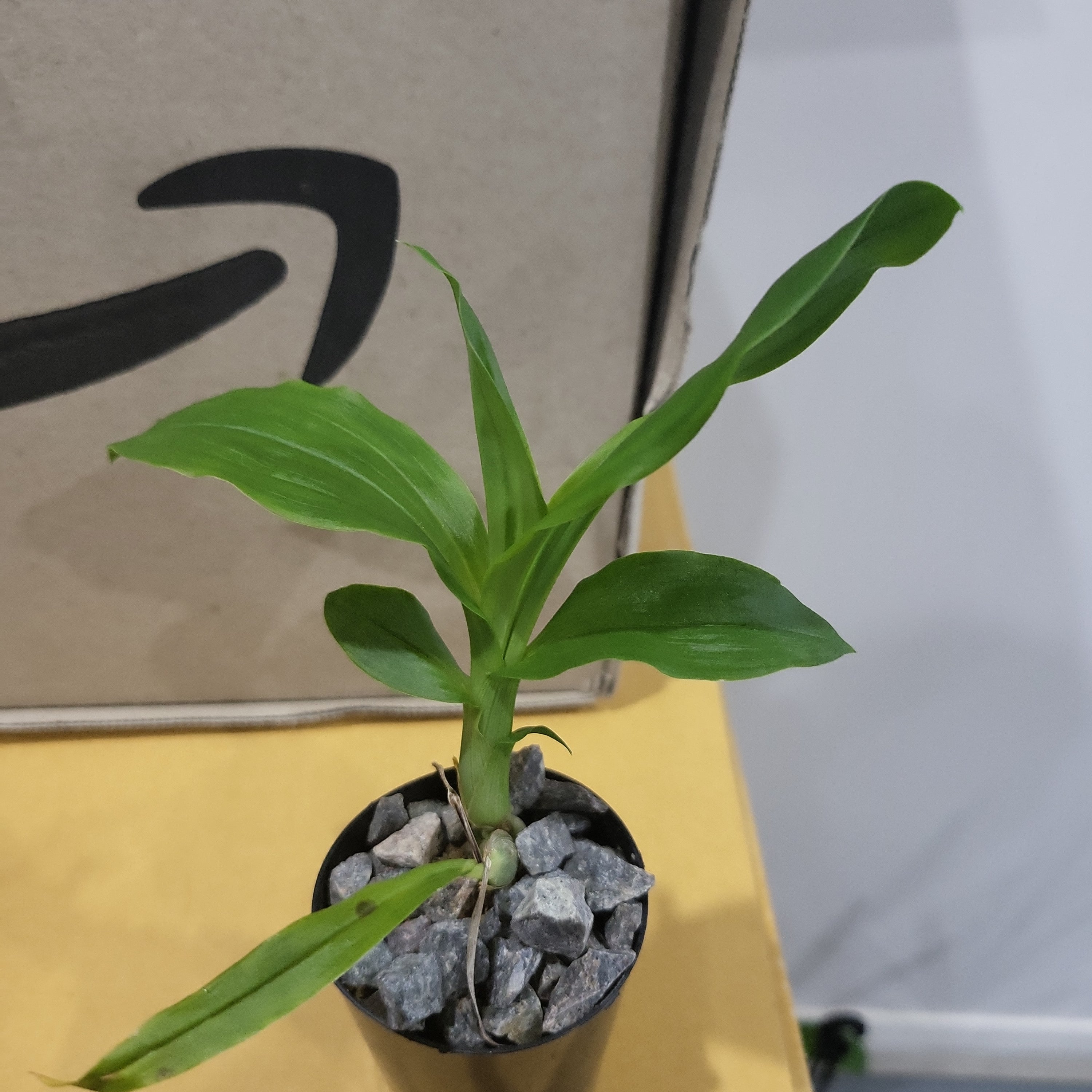 Catasetum pileatum
