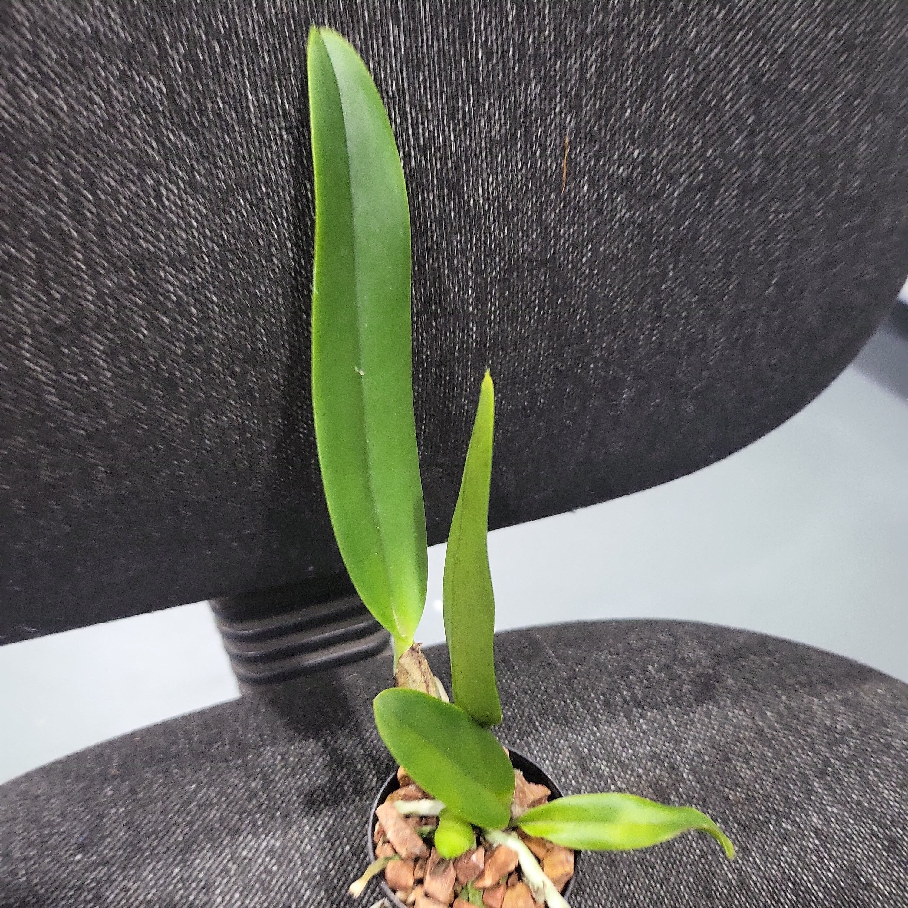 Rhyncholaeliocattleya Burdekin Dream (Mericlone) Secondary image