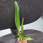 Rhyncholaeliocattleya Burdekin Dream (Mericlone)