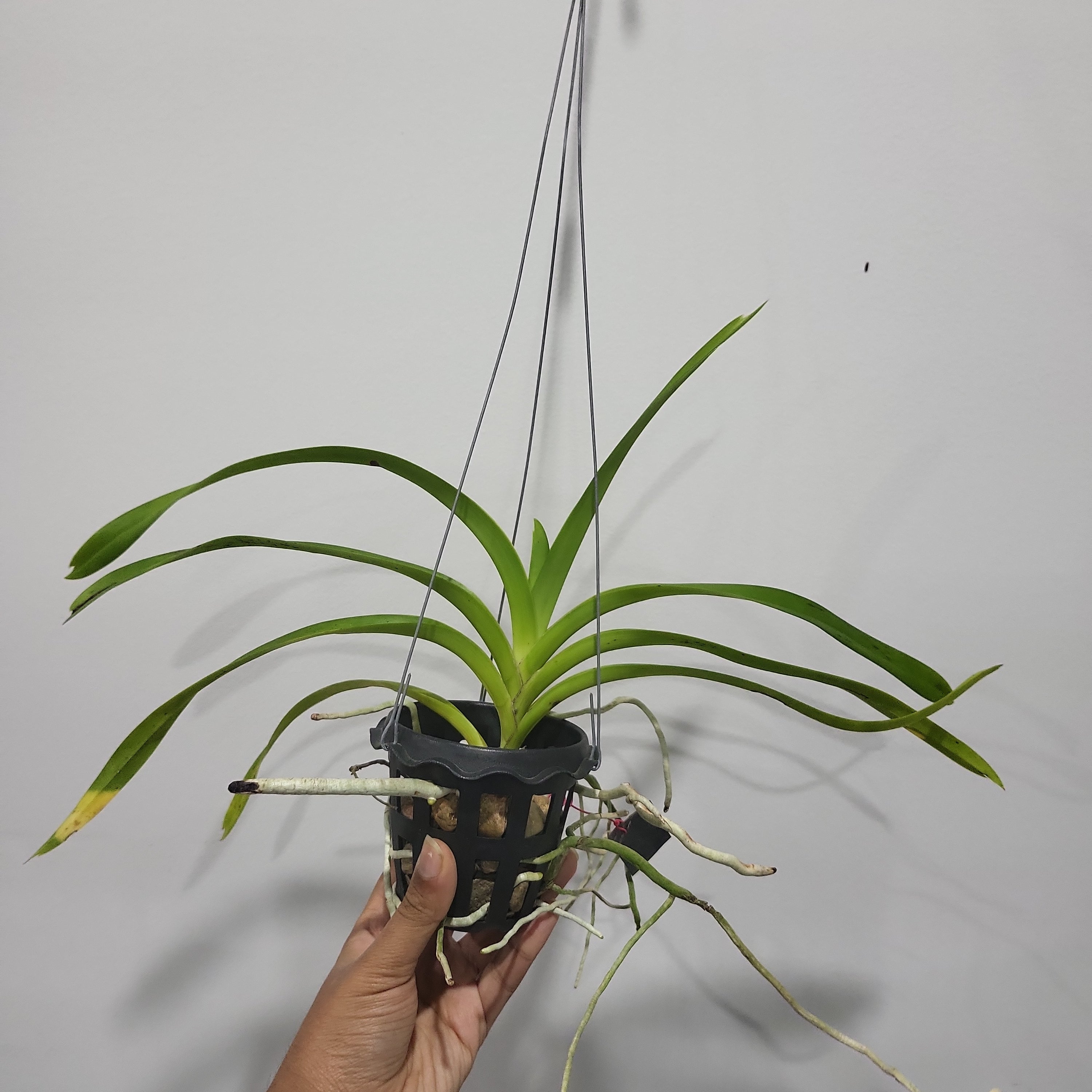 Vanda merrillii (Fragrant Species) Secondary image