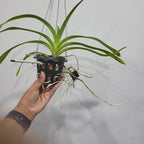 Vanda merrillii (Fragrant Species)
