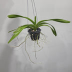 Vanda merrillii var. rotorii