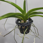 Vanda merrillii var. rotorii