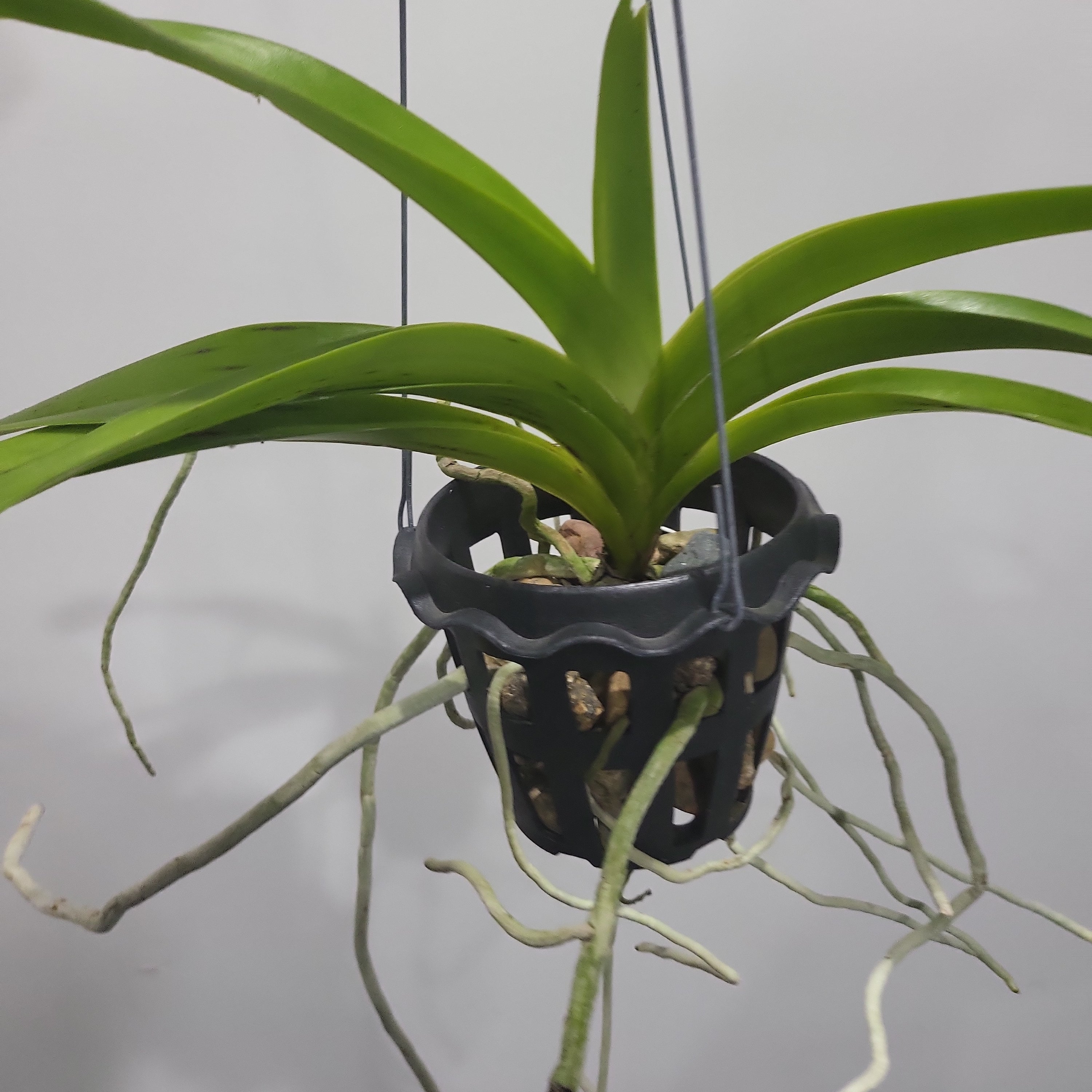 Vanda merrillii var. rotorii