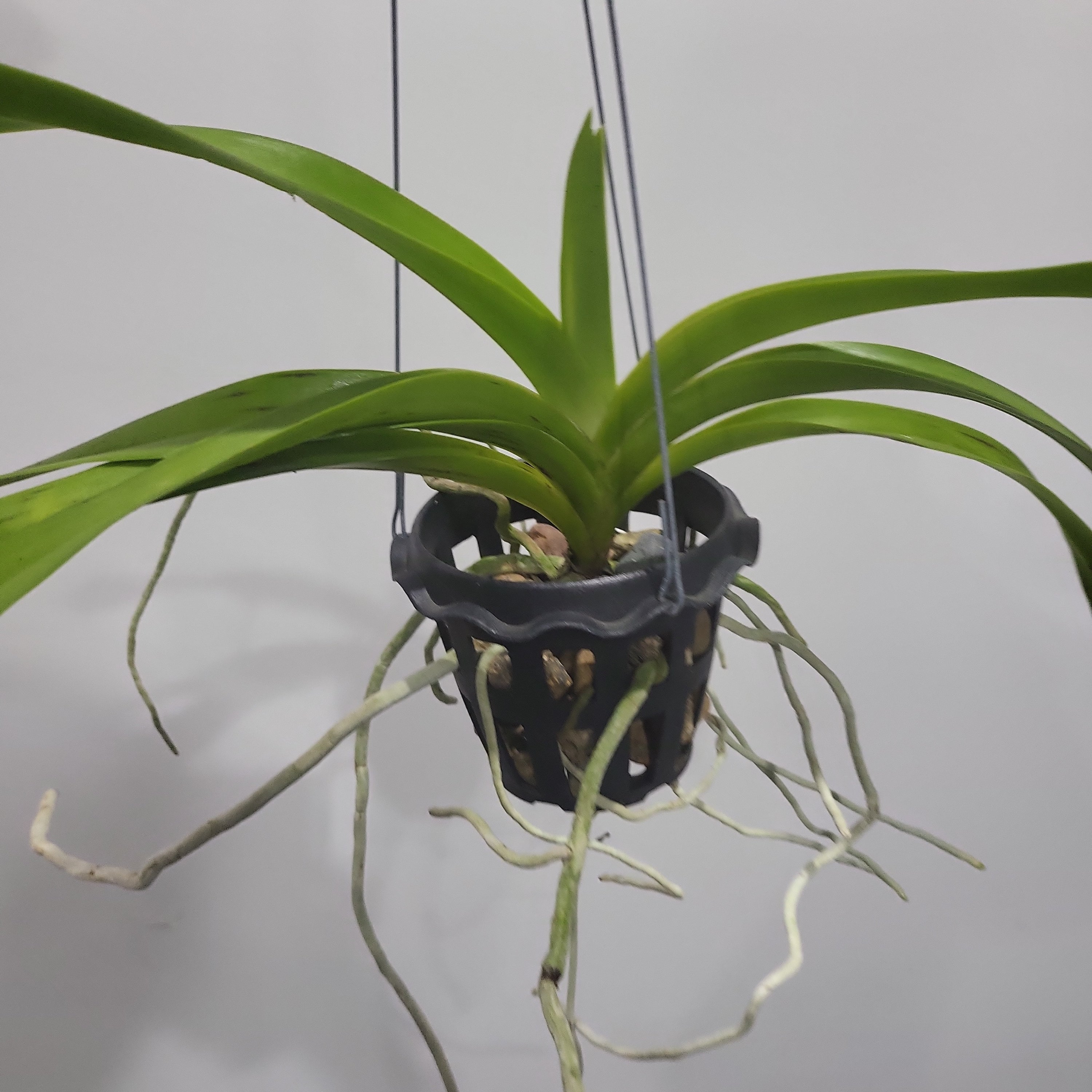 Vanda merrillii var. rotorii