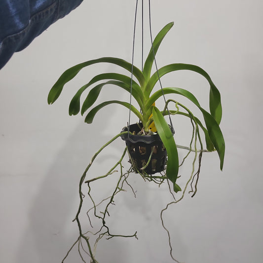 Vanda ustii (LARGE FLOWERING SIZE)