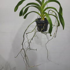 Vanda ustii (LARGE FLOWERING SIZE)