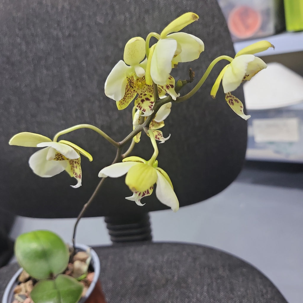 (IN FLOWERS) Phal. stuartiana var. nobilis (Yellow Strain) VERY RARE