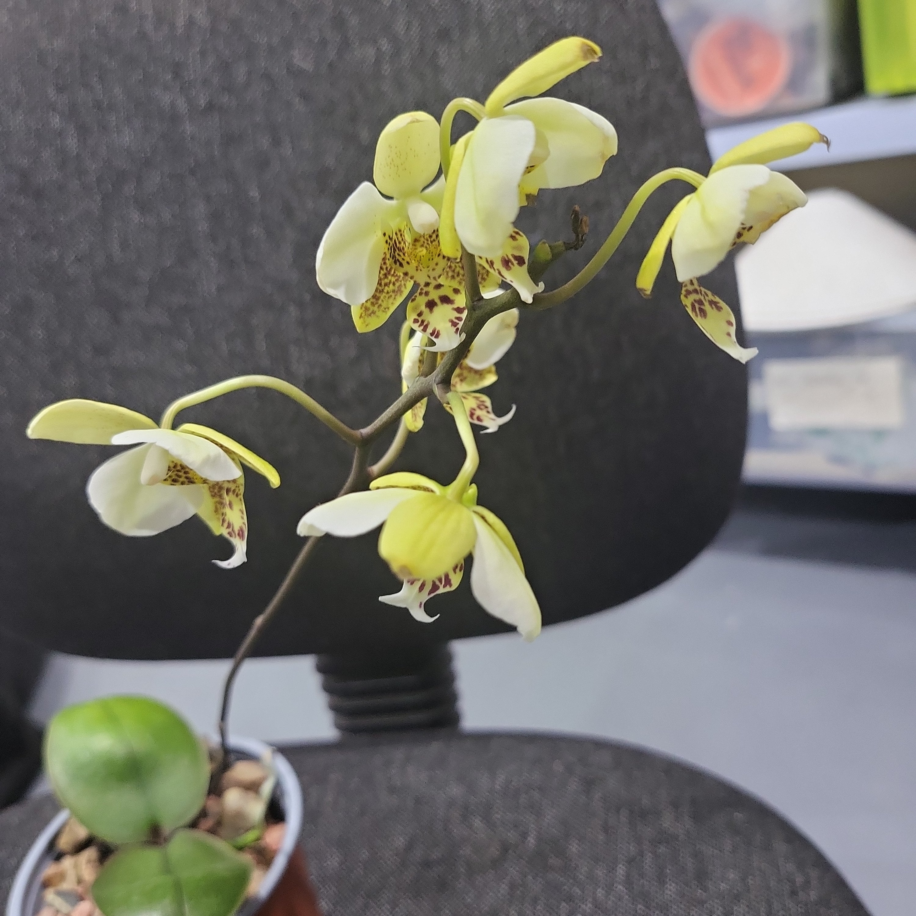 (IN FLOWERS) Phal. stuartiana var. nobilis (Yellow Strain) VERY RARE