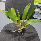 Cattleya mendelii (Species)