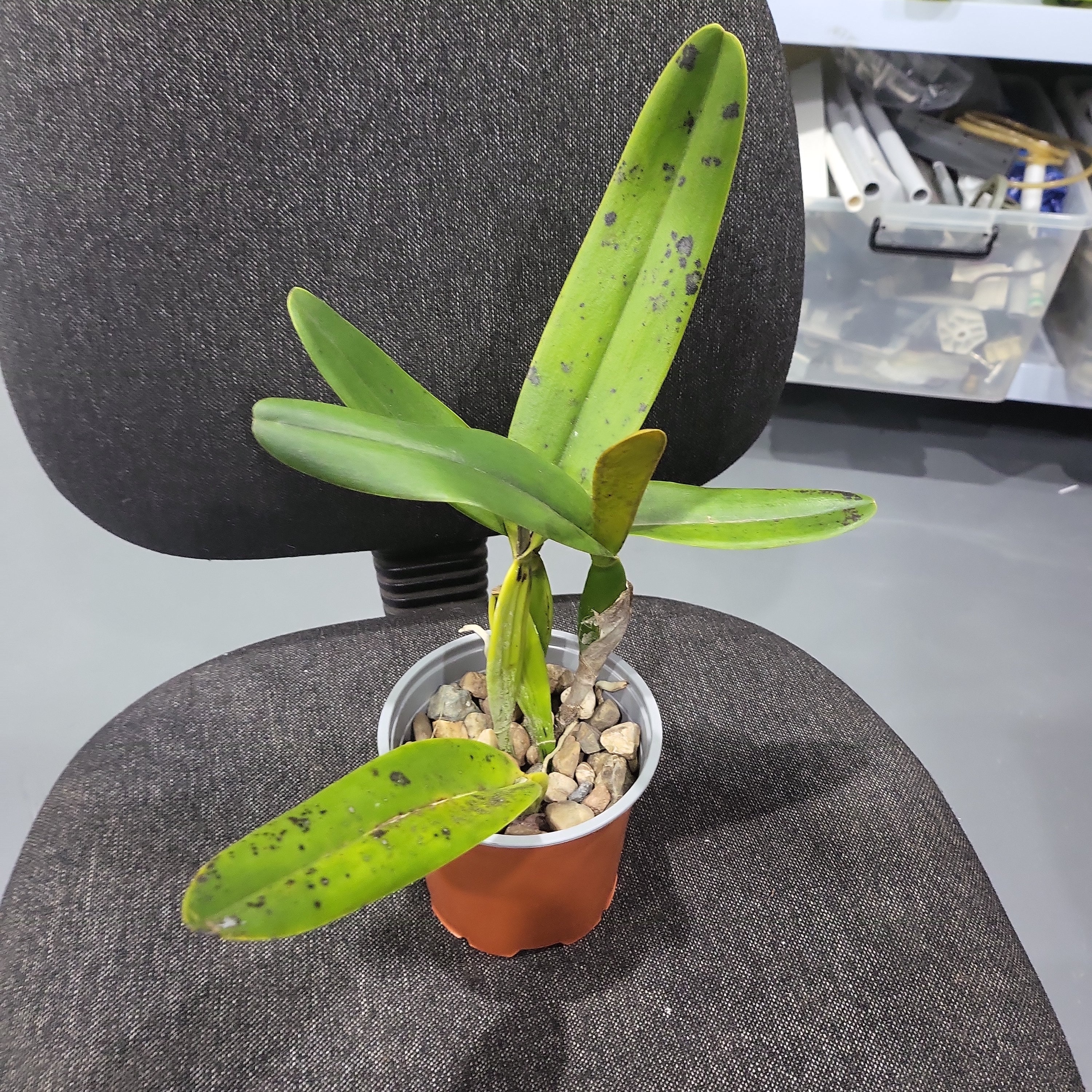 Laelia tenebrosa ( Fragrant Species)