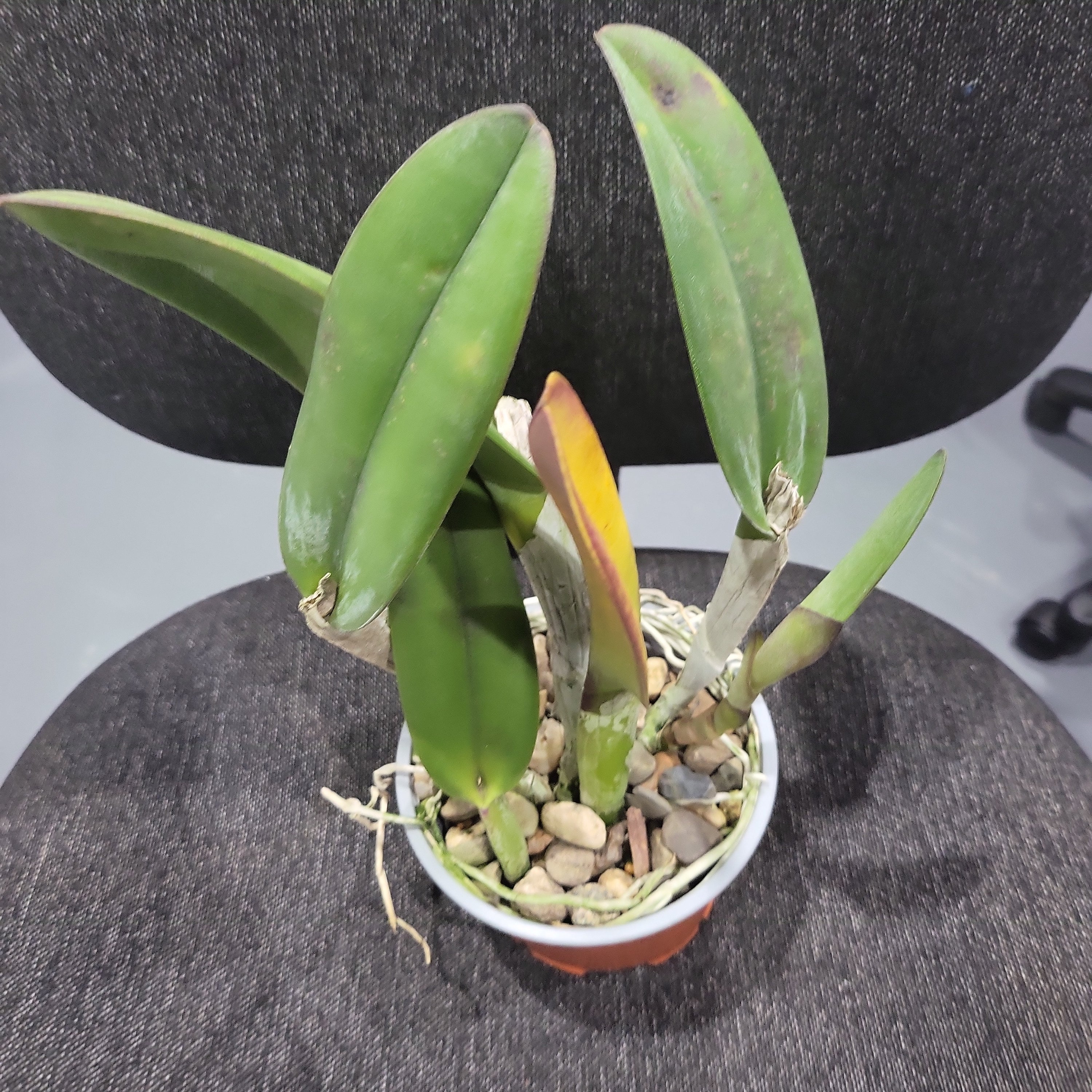 Rhyncholaelia digbyana (Fragrant Species) Secondary image