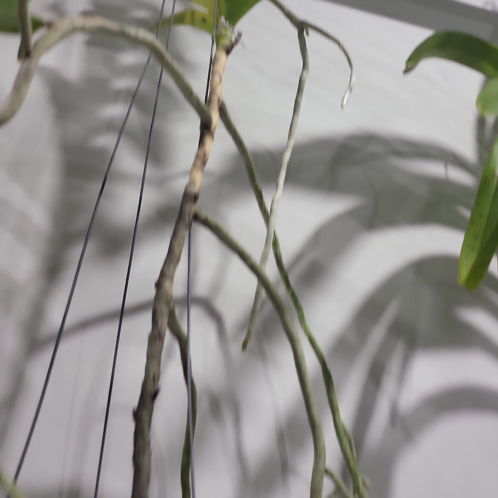 Vanda tessellata var. aurea (Fragrant Species)