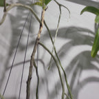 Vanda tessellata var. aurea (Fragrant Species)